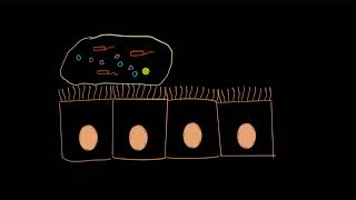 Ciliated epithelium  Structural organization in animals  Biology  Khan Academy [upl. by Eatnwahs]