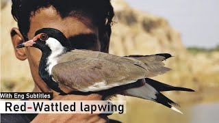 Red wattled lapwing  Interesting Facts Hindi [upl. by Linnea]