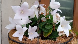 PruningSeed collection and best potting mix for Balloon flower  Platycodon Aster Pink [upl. by Marchese]