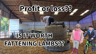 Which is the most profitable Fattening lambs or STORE lambs [upl. by Huda]