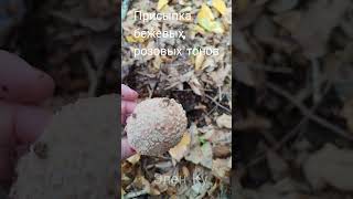 ВКУСНЫЙ ГРИБ ДЕЛИКАТЕС Amanita rubescens эленку [upl. by Andeee]