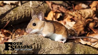 Deer Mice Biology Dangers and Control [upl. by Doownil691]