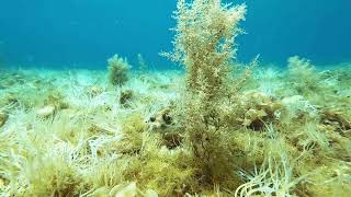 【睡眠用・映像記録】水温が上がって初夏の海へ〜ムチモの絨毯で寛ぐサザナミフグのプン太くんも嬉しそうです [upl. by Wentworth]