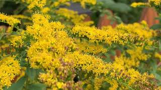 Goldenrod Plant Profile [upl. by Eema]