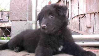 Belgian Sheepdog Puppies [upl. by Nnod88]