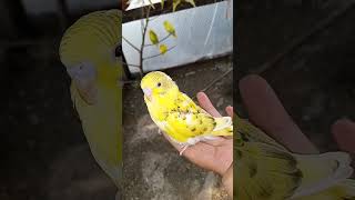 cute Australian parrots shorts parrot viral parakeet short shortvideo [upl. by Calle]