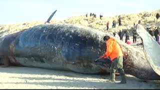 Whale explodes in mans face  February 2014 [upl. by Sapers]