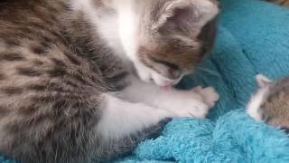 Jeune chaton de 3 semaines [upl. by Julianna]