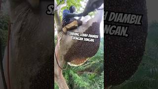 Sarang lebah diambil dengan tangan shortsvideo [upl. by Ajnos]