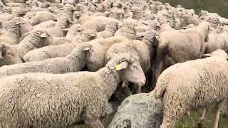 Revisando con Cuco las madres de los corderos y las corderas [upl. by Lathe]