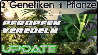 🍁EXPERIMENT🍁 1 Pflanze mehrere Sorten Cannabis Klappt das Fehler amp Erkenntnisse Pfropfen Update 2 [upl. by Siram]