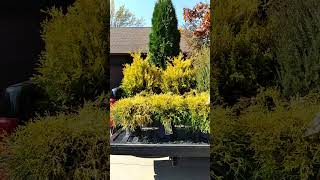 Another load from the nursery Chartreuse theme garden gardenerscommunity gardenplants shrubs [upl. by Ahtrim124]