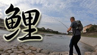 Carp Fishing Kyoto Tips for catching carp in rivers [upl. by Larrie645]