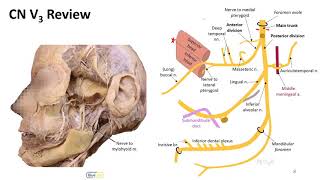 Infratemporal Fossa LO  Mandibular n [upl. by Noisla631]