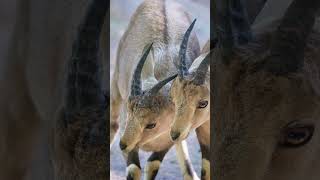 Markhor  The Majestic Mountain Monarch  Facts Habitat and Conservation  The Wild Wonder [upl. by Leif]