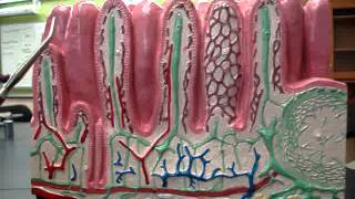 Intestinal Layers [upl. by Ioj]