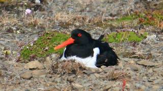 Rondo Veneziano  Fantasia Dinverno Iceland 9 [upl. by Strage]