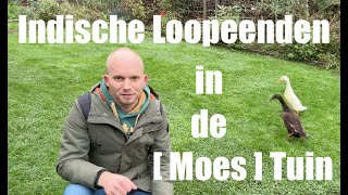 Indische Loopeenden in de Moestuin Alles Over Verzorging en Voordelen De Moesketier [upl. by Essinger]