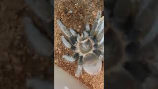 tarantula spiderTliltocatl vagans [upl. by Ecnerrot695]