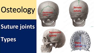 Anatomy of Suture joint l Types l Skull sutureremoval skullanatomy articulation [upl. by Stephine772]