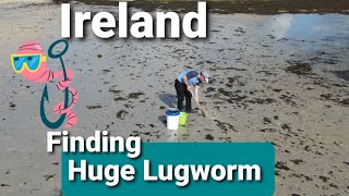 Digging lugworm find lugworm fishing bait [upl. by Ursula]