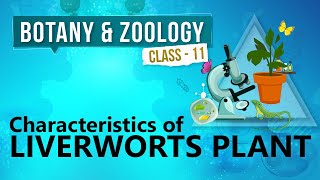 Characteristics of Liverworts Plant  Kingdom Plantae  Biology Class 11 [upl. by Nettie]