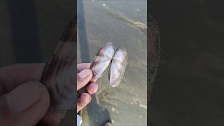 Large size purplish tagelus seashell at the beach seashell beachtreasures shortvideo [upl. by Rothschild]