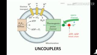 uncouplers of oxidative phosphorylation [upl. by Mochun]