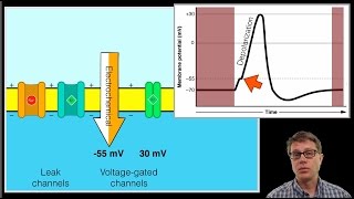 The Action Potential [upl. by Moyer]