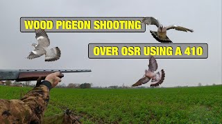 Pigeon Shooting  Wood Pigeon Shooting On OSR Using A 410 [upl. by Lesya775]