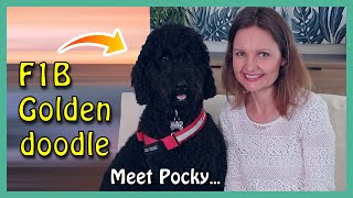 F1B BLACK GOLDENDOODLE  Meet Pocky with a cameo by a GATECRASHER [upl. by Etteniotnna]