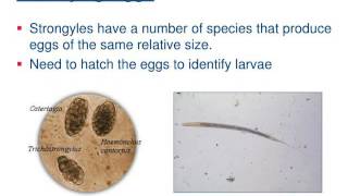 Internal Parasite Information [upl. by Oznohpla680]