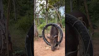 Amazing Quick Powerful Wild Pig Trap Make Using Car tires Working animals shortvideocampingpig [upl. by Topliffe]