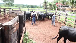 Manejo Racional de Bovinos de Corte [upl. by Rangel]