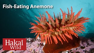 Hakai Wild FishEating Anemone [upl. by Methuselah925]