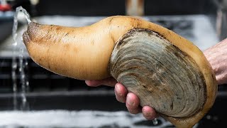 Facts The Pacific Geoduck [upl. by Naejeillib443]