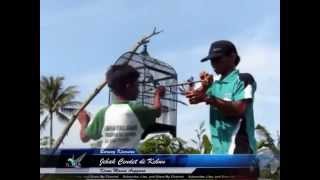 Jebak Cendet Di Kebun dengan lem pulut Bird Trap [upl. by Hazlip966]