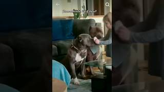 Never seen animals dogs funny comedy funnypets catsanddogs [upl. by Gowon]