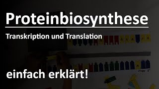 Proteinbiosynthese einfach erklärt [upl. by Assilaj]