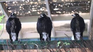 Three Australian Magpies Sing in Unison [upl. by Nahtannhoj637]