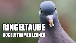 Ringeltaube  Vogelstimmen lernen [upl. by Yenoh]