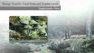 Trophic Levels [upl. by Gniw]