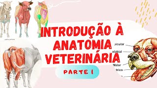 Introdução à Anatomia Veterinária part 1 [upl. by Htide]