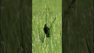 The song of a Bobolink nature birds [upl. by Nylirem]