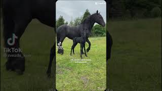 Edit cavalo frisian friesian edit horse [upl. by Saxen]