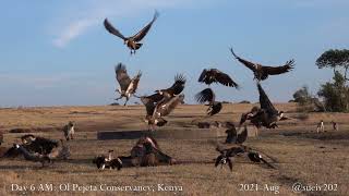 four days on a lion kill  day 3  31  hyena chases vultures but they sneak back [upl. by Milla]