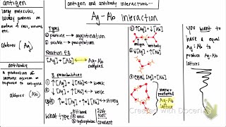 Antigen and Antibody  Ratios and Interactions [upl. by Moriah979]