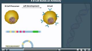 T Cell Development and Maturation  T Cells are COOL [upl. by Aikar]