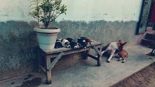 Adoption Desi dog and pet are very wellvlog [upl. by Ramsa]