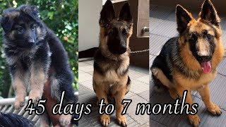 German Shepherd Puppy Growing up from 45 Days to 7 Months  Sami Long Coat GSD Puppy Transformation [upl. by Llehcear430]